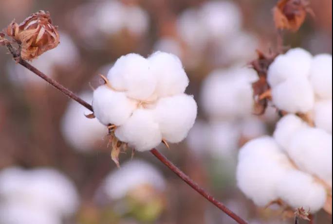 棉籽油精煉加工設(shè)備,企鵝機(jī)械提高油料綜合利用率(圖1) 棉籽油精煉加工設(shè)備,企鵝機(jī)械提高油料綜合利用率(圖1)