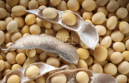 南美大豆供應緊張 強勁的出口需求(圖1) 南美大豆供應緊張 強勁的出口需求(圖1)